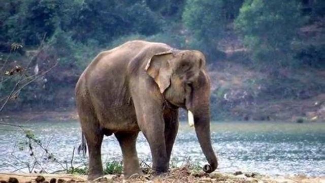 Индийский слон — Indian elephant смотреть онлайн