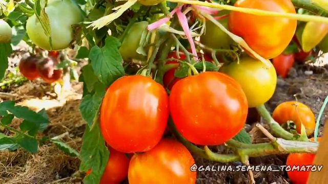 САМЫЕ ПРОДУКТИВНЫЕ ТОМАТЫ-ГНОМЫ ДЛЯ ОТКРЫТОГО ГРУНТА? (Подмосковье) смотреть онлайн