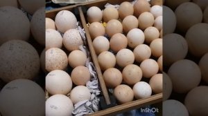 Совместная инкубация куриного и индюшиного яйца