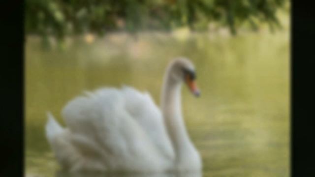 Лебеди... музыка Nino Rota к к/ф "Ромео и Джульетта". смотреть онлайн