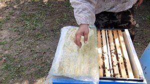 Изоляция Маток на Практике!!!