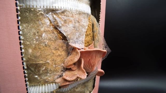 Growing Mushrooms Time Lapse Compilation смотреть онлайн