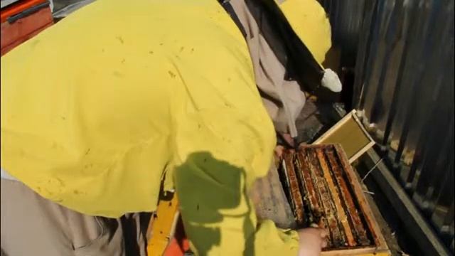 Быстрое развитие пчелиной семьи в конце апреля 2019 смотреть онлайн