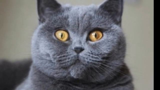 Привет от СЕРОГО КОТА !!! смотреть онлайн