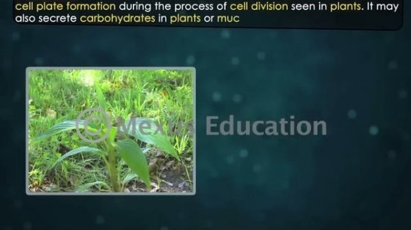 Cell Organelles - Part 1 | Animation Video | Iken Edu