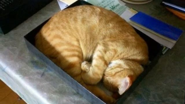Прикольные фото. Как спят коты и кошки. смотреть онлайн