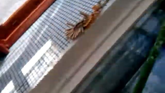 Я с Бусинкой на балконе смотреть онлайн