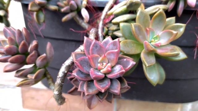 Um pouco da minha coleção de suculentas смотреть онлайн