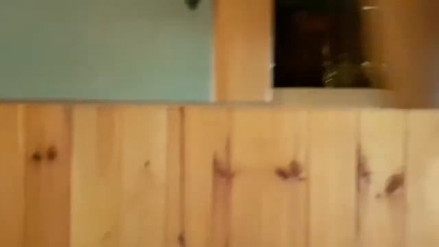 База отдыха "Пирново". Обзор домиков класса "ЛЮКС".(п. Пирново, Киевская обл.) ? смотреть онлайн