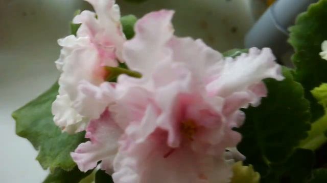 Метаморфоза с фиалкой сорта Метаморфоза смотреть онлайн