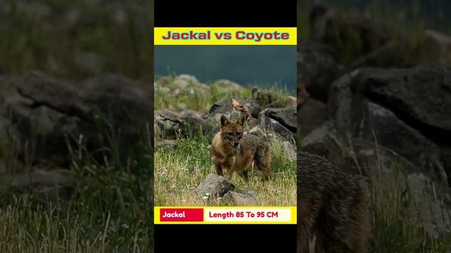 Jackal vs Coyote Comparison Difference between coyote vs jackal insane info #shorts #jackal #coyote смотреть онлайн