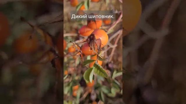 Дикий шиповник на ветру. Осень 2022. смотреть онлайн