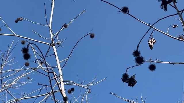 ［認識植物好好玩］「楓香」學名：Liquidambar formosana Hance在南投日月潭國家風景區向山行政暨遊客中心，大蔚阿昌（David Liao)［樹木與葉子的故事］ смотреть онлайн