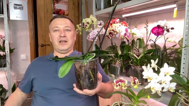 орхидеи бабочки и Биг Липы и куча полезностей для орхидей ОБЗОР смотреть онлайн