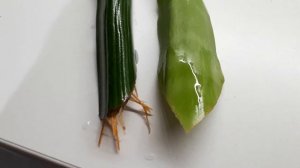 Размножение сансевьеры листовым черенком