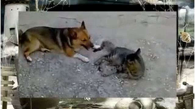 Собачьи бои Кот Тишка и собака Роза смотреть онлайн