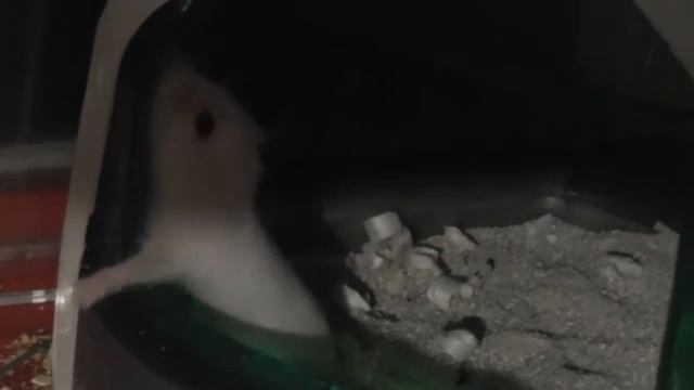 Хомячки Роборовского - выводок Рокус 