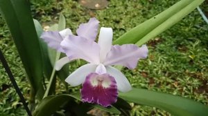 Cattleya intermedia x Blue's Grotto/Blue Boy