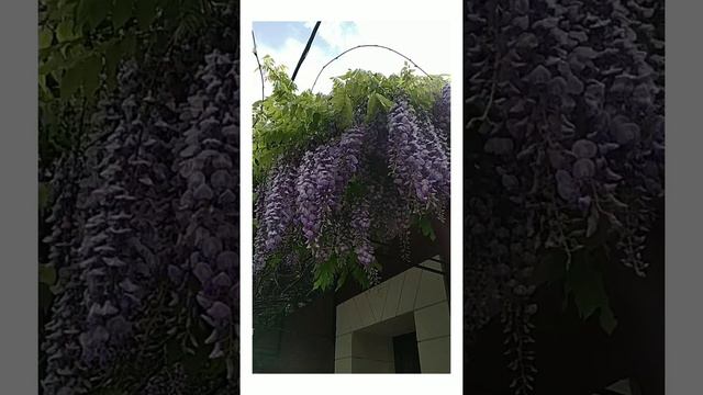 Глициния. смотреть онлайн