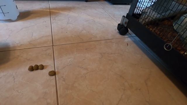 New Python Habitat Upgrade! смотреть онлайн