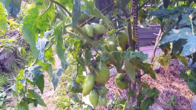 Томатный гном Десперадо с фантастической урожайностью и вкусом