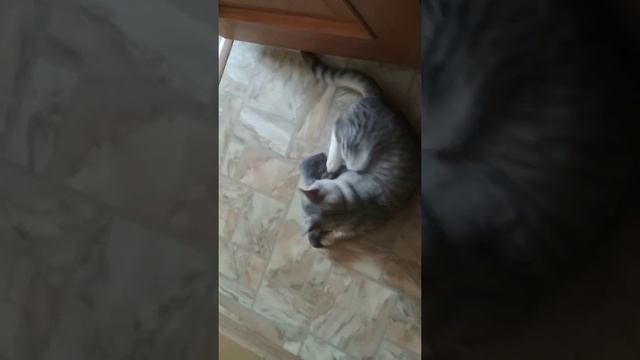 Кот Жора - Тренировка смотреть онлайн