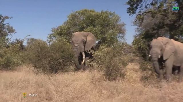 ЮАР. Интересные факты