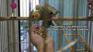 КАК ПРИРУЧИТЬ ПОПУГАЯ? 1 ДЕНЬ ПРИРУЧЕНИЯ КОРЕЛЛЫ