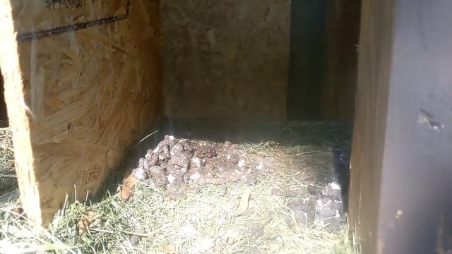 Куда куры откладывают яйца смотреть онлайн
