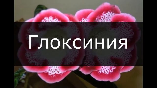 ТЕЛЕЦ / Какие комнатные цветы подходят по знаку ЗОДИАКА? / Галерея Цветов / Flower Gallery смотреть онлайн