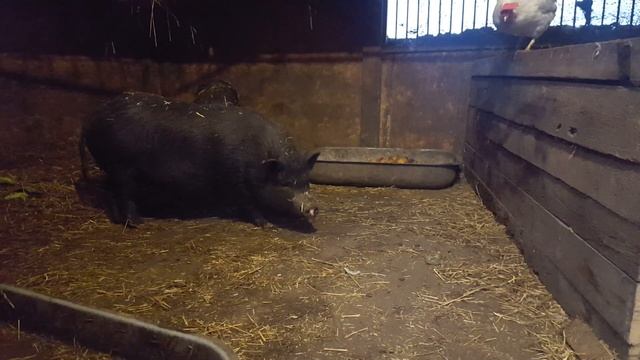 Свинарник день второй смотреть онлайн