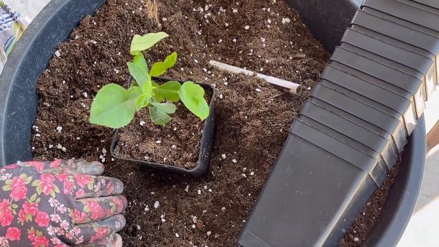 Сеянцы цитрусовых. Посадка в горшки. Лето. Работа в питомнике Suncitrus ☀️ смотреть онлайн