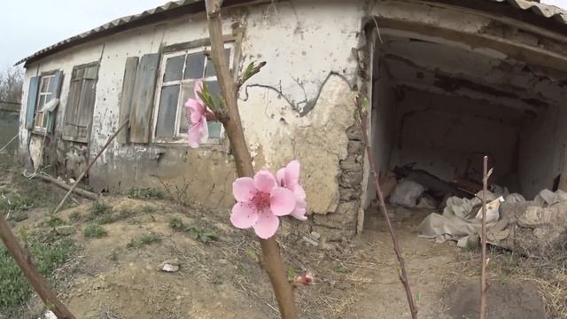 ЗАЦВЕТАЮТ ПЕРСИКИ В САДУ??? смотреть онлайн