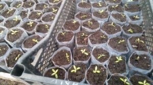 Пикирую Агератум. Другие работы в теплице ?