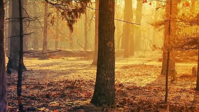 Супер красивый сборник !!!... Инструментальная музыка смотреть онлайн
