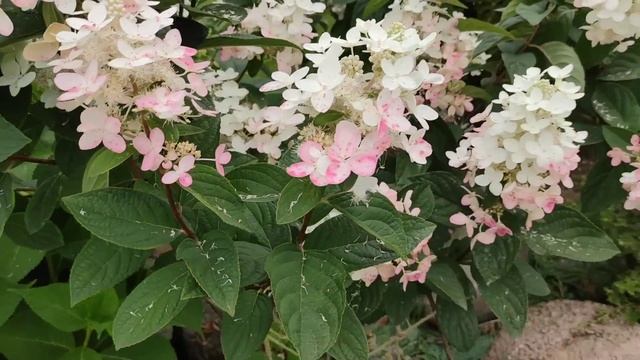 Лето, летейко! Такие яркие краски! Я продолжаю творить! МОИ НОВЫЕ ТОПИАРНЫЕ СТРИЖКИ. ✂??? смотреть онлайн