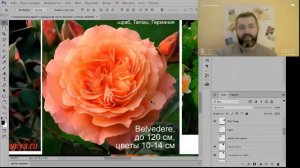 Как сочетать розы? часть 5 - розовая клумба "4 сезона"