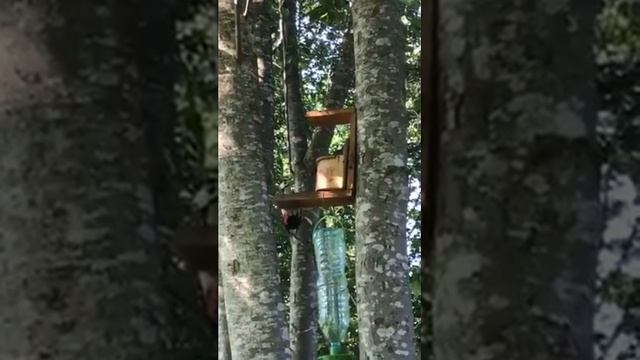 Дачная жизнь. Дятел у кормушки. смотреть онлайн