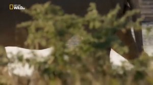 Дикие кошки 🦁 Львы - хищники Африки 🦁