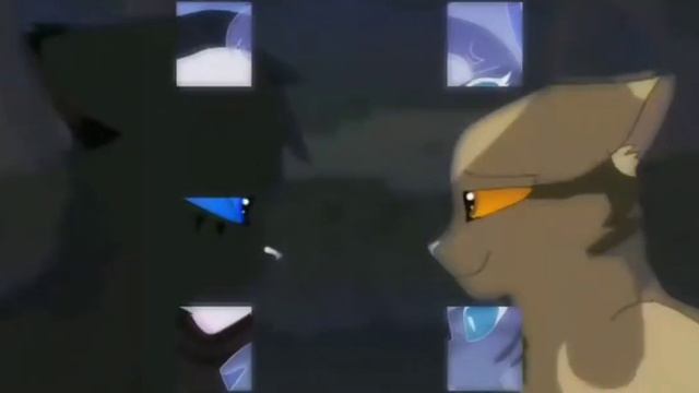 |Animation Tribute|Cats Warriors|How you like that?| смотреть онлайн