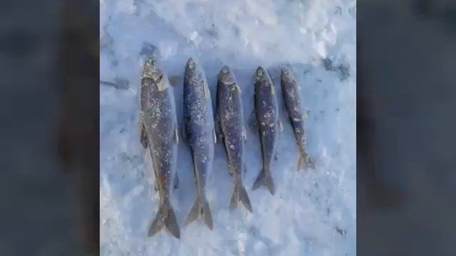 Байкал рыбалка зимой