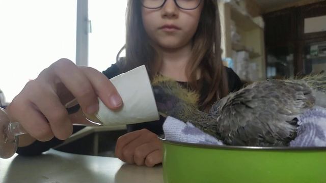 Кормим птенца голубя смотреть онлайн