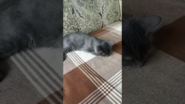 Можно ли кота кормить кедровыми орехами? смотреть онлайн