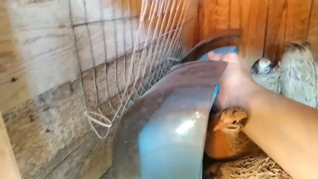 Песочная ванна для перепелов. смотреть онлайн