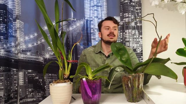 Срезать ли цветоносы орхидей после цветения? смотреть онлайн