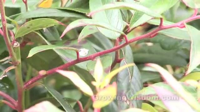 Learning About Leucothoe смотреть онлайн