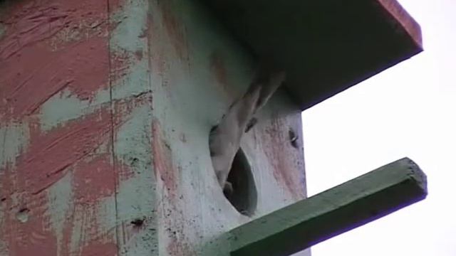 Один день из жизни мухоловки смотреть онлайн