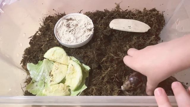 УХОД ЗА УЛИТКАМИ АХАТИНАМИ/ АХАТИНА ФУЛИКА СТАНДАРТ?? смотреть онлайн