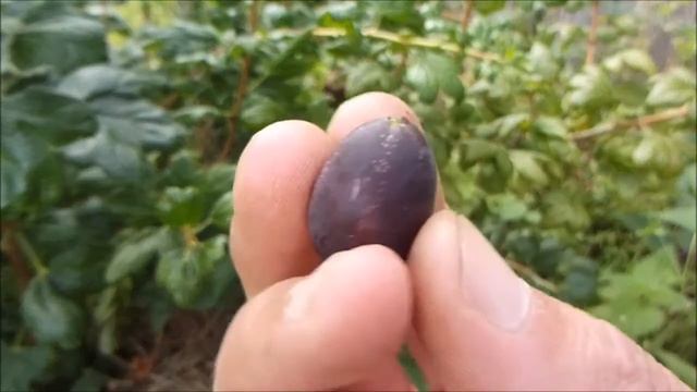 Крондаль / Crandall