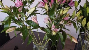 Nakvétání úžasných lilií Roselily (Isabella) - Florea.cz